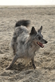 Hundestrand / Bild 5 von 376 / 19.09.2016 15:31 / DSC_7897.JPG