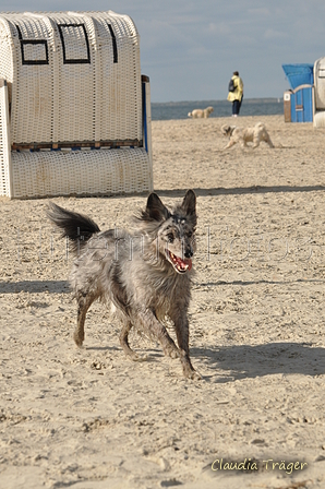 Hundestrand / Bild 6 von 376 / 19.09.2016 15:36 / DSC_7942.JPG