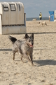 Hundestrand / Bild 6 von 376 / 19.09.2016 15:36 / DSC_7942.JPG