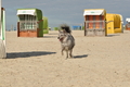 Hundestrand / Bild 7 von 376 / 19.09.2016 15:38 / DSC_7965.JPG