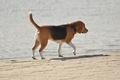 Hundestrand / Bild 8 von 376 / 19.09.2016 15:38 / DSC_7978.JPG