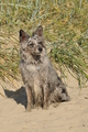 Hundestrand / Bild 9 von 376 / 19.09.2016 15:40 / DSC_7984.JPG