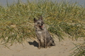 Hundestrand / Bild 10 von 376 / 19.09.2016 15:40 / DSC_7999.JPG