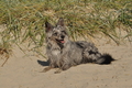 Hundestrand / Bild 11 von 376 / 19.09.2016 15:40 / DSC_8007.JPG