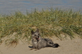 Hundestrand / Bild 12 von 376 / 19.09.2016 15:40 / DSC_8012.JPG