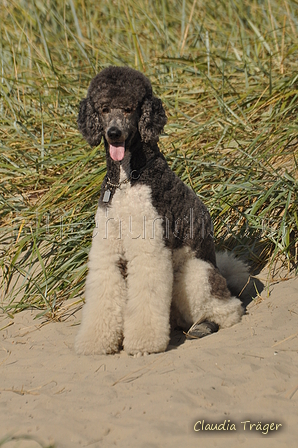 Hundestrand / Bild 15 von 376 / 19.09.2016 15:42 / DSC_8075.JPG