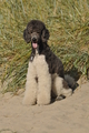 Hundestrand / Bild 15 von 376 / 19.09.2016 15:42 / DSC_8075.JPG