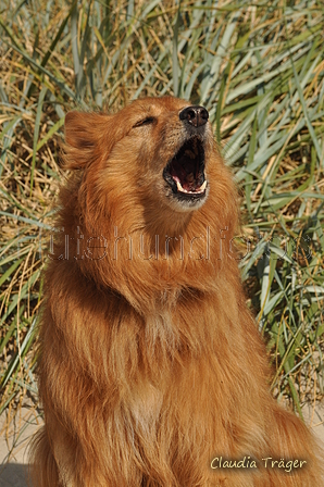 Hundestrand / Bild 17 von 376 / 19.09.2016 15:49 / DSC_8120.JPG