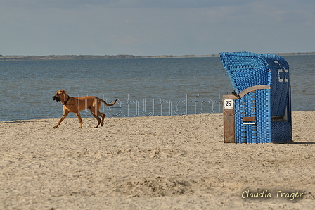 Hundestrand / Bild 18 von 376 / 19.09.2016 15:52 / DSC_8162.JPG