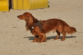 Hundestrand / Bild 19 von 376 / 19.09.2016 15:54 / DSC_8206.JPG