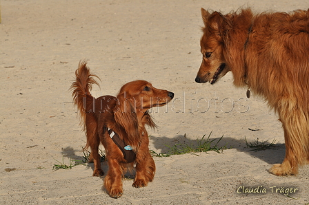 Hundestrand / Bild 21 von 376 / 19.09.2016 16:01 / DSC_8311.JPG