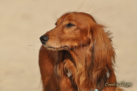 Hundestrand / Bild 23 von 376 / 19.09.2016 16:01 / DSC_8326.JPG