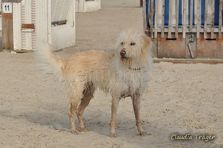 Hundestrand / Bild 26 von 376 / 19.09.2016 16:06 / DSC_8374.JPG