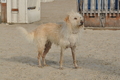 Hundestrand / Bild 27 von 376 / 19.09.2016 16:06 / DSC_8379.JPG