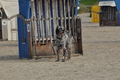 Hundestrand / Bild 32 von 376 / 19.09.2016 16:09 / DSC_8449.JPG