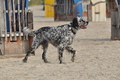 Hundestrand / Bild 33 von 376 / 19.09.2016 16:09 / DSC_8454.JPG