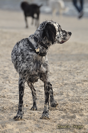 Hundestrand / Bild 34 von 376 / 19.09.2016 16:11 / DSC_8479.JPG