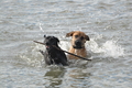 Hundestrand / Bild 36 von 376 / 19.09.2016 16:14 / DSC_8522.JPG