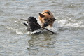 Hundestrand / Bild 37 von 376 / 19.09.2016 16:14 / DSC_8523.JPG