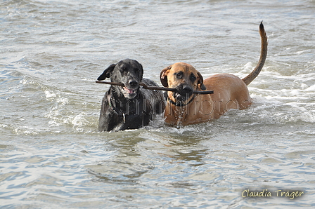 Hundestrand / Bild 39 von 376 / 19.09.2016 16:14 / DSC_8528.JPG