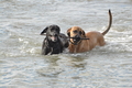 Hundestrand / Bild 39 von 376 / 19.09.2016 16:14 / DSC_8528.JPG