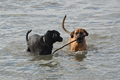 Hundestrand / Bild 40 von 376 / 19.09.2016 16:14 / DSC_8536.JPG