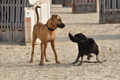 Hundestrand / Bild 41 von 376 / 19.09.2016 16:14 / DSC_8556.JPG