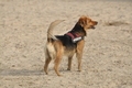 Hundestrand / Bild 43 von 376 / 19.09.2016 16:16 / DSC_8583.JPG