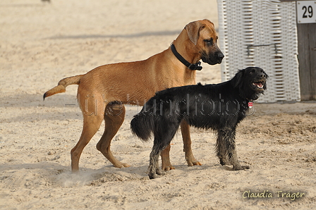 Hundestrand / Bild 44 von 376 / 19.09.2016 16:16 / DSC_8589.JPG