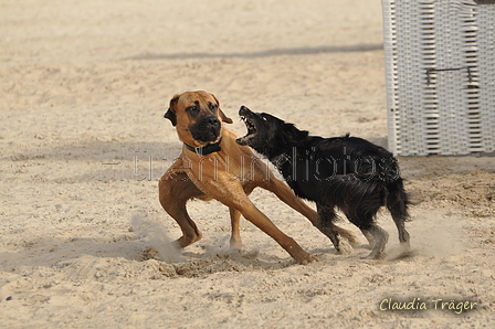 Hundestrand / Bild 45 von 376 / 19.09.2016 16:17 / DSC_8593.JPG