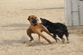 Hundestrand / Bild 45 von 376 / 19.09.2016 16:17 / DSC_8593.JPG