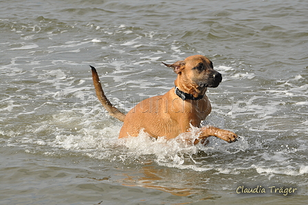 Hundestrand / Bild 48 von 376 / 19.09.2016 16:18 / DSC_8634.JPG