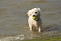 Hundestrand / Bild 50 von 376 / 19.09.2016 16:20 / DSC_8667.JPG