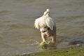 Hundestrand / Bild 51 von 376 / 19.09.2016 16:20 / DSC_8669.JPG