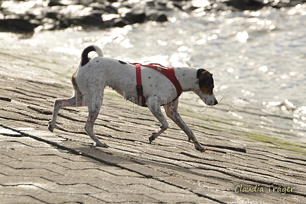 Hundestrand / Bild 54 von 376 / 19.09.2016 16:25 / DSC_8763.JPG