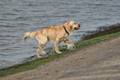 Hundestrand / Bild 57 von 376 / 19.09.2016 16:26 / DSC_8777.JPG