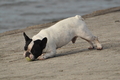 Hundestrand / Bild 59 von 376 / 19.09.2016 16:27 / DSC_8790.JPG