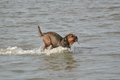 Hundestrand / Bild 61 von 376 / 19.09.2016 16:29 / DSC_8807.JPG