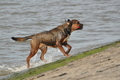 Hundestrand / Bild 62 von 376 / 19.09.2016 16:29 / DSC_8814.JPG