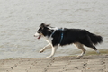 Hundestrand / Bild 63 von 376 / 19.09.2016 16:29 / DSC_8820.JPG