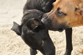 Hundestrand / Bild 64 von 376 / 19.09.2016 16:30 / DSC_8844.JPG