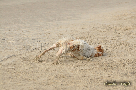 Hundestrand / Bild 65 von 376 / 19.09.2016 16:31 / DSC_8854.JPG