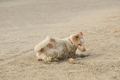 Hundestrand / Bild 66 von 376 / 19.09.2016 16:31 / DSC_8855.JPG