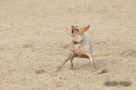 Hundestrand / Bild 69 von 376 / 19.09.2016 16:31 / DSC_8869.JPG