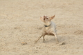 Hundestrand / Bild 69 von 376 / 19.09.2016 16:31 / DSC_8869.JPG
