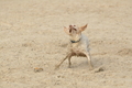 Hundestrand / Bild 69 von 376 / 19.09.2016 16:31 / DSC_8869.JPG