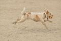 Hundestrand / Bild 71 von 376 / 19.09.2016 16:31 / DSC_8879.JPG