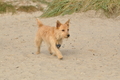 Hundestrand / Bild 78 von 376 / 19.09.2016 16:38 / DSC_8934.JPG