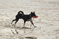 Hundestrand / Bild 84 von 376 / 19.09.2016 16:41 / DSC_8986.JPG