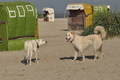 Hundestrand / Bild 97 von 376 / 20.09.2016 12:02 / DSC_9380.JPG